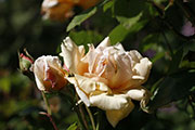 'Perle d'Or