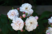 'Noisette carnée' syn. 'Blush Noisette'