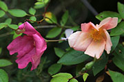 <i>Mutabilis</i>