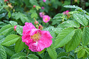 <i>Rosa gallica</i> 'splendens'