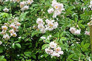 <i>Rosa woodsii</i>