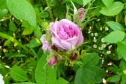Jardin <i>La Rose Des Prairies</i> - 'Bernard'