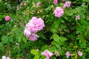Jardin <i>La Rose Des Prairies</i> - 'Ispahan'