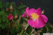 <i>Rosa gallica Brouilly</i>
