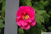 <i>Rosa gallica officinalis</i>