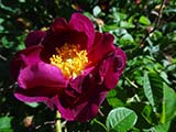 'La Belle Sultane' ('Violacea'), Galliques, (Pays-Bas) introduite en France par Dupont, avant 1811