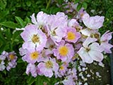<i>Rosa multiflora 'adenochaeta'</i>, forme cultivée de <i>Rosa multiflora</i>, obtenteur inconnu, Sud du Japon, Taïwan