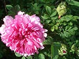 <i>Rosa roxburghii 'plena'</i>, cultivar de <i>Rosa roxburghii</i>, introduit de Canton par le Dr. Rosburgh, avant 1814