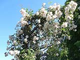 <i>Rosa sempervirens</i>,, Southern Europe, North Africa, very old