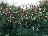 Le Jardin de Roses à Meyzieu - 'Paul Transon' et 'Paul Noël'