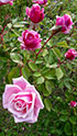 La roseraie des Pommiers - 'Blossom Time'
