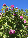 Jardins de la Rose et du Parfumeur - 'Baptistine'