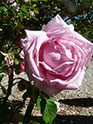 Visite du jardin d’adhérents de Roses Anciennes en France - 'La France'