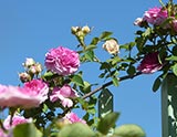 Visite du jardin d’adhérents de Roses Anciennes en France - 'Bijou des Prairies'