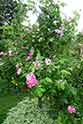 Le jardin privé d’André EVE (Pithiviers) - <i>Rosa gallica</i> versicolor